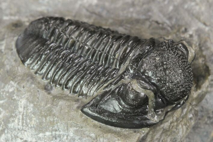 Detailed Gerastos Trilobite Fossil - Morocco #126210